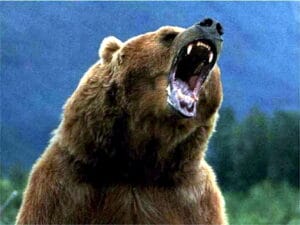 grey bear is roaring