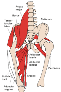 Hip flexor muscles