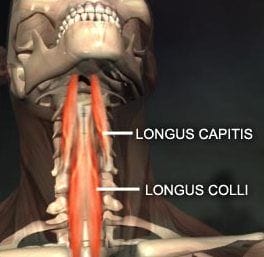 Longus Capitis and Longus Colli